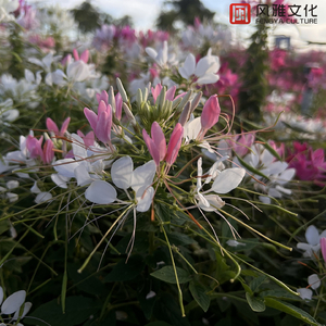 貂蝉被扒开腿坐做❌视频
